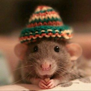 Meet your Posher, Carrie